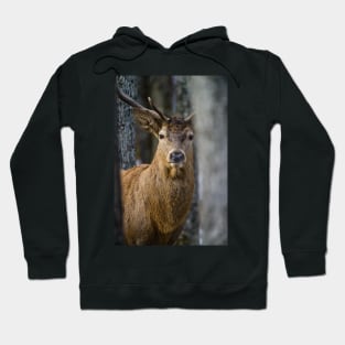 Red Deer Buck Hoodie